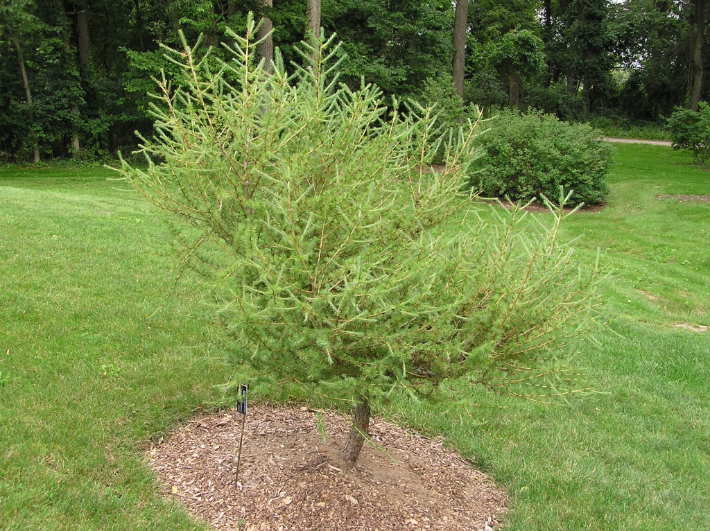 Larix decidua 