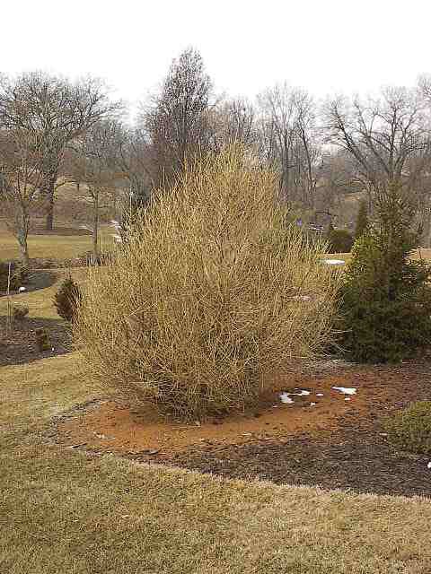 Larix decidua 