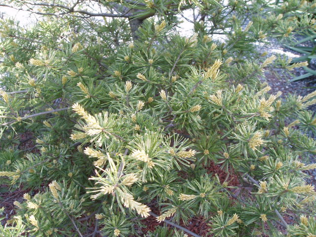 Pinus parviflora 