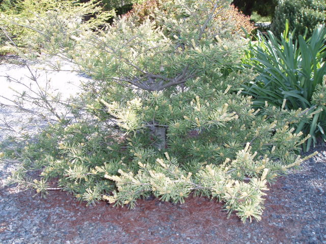 Pinus parviflora 