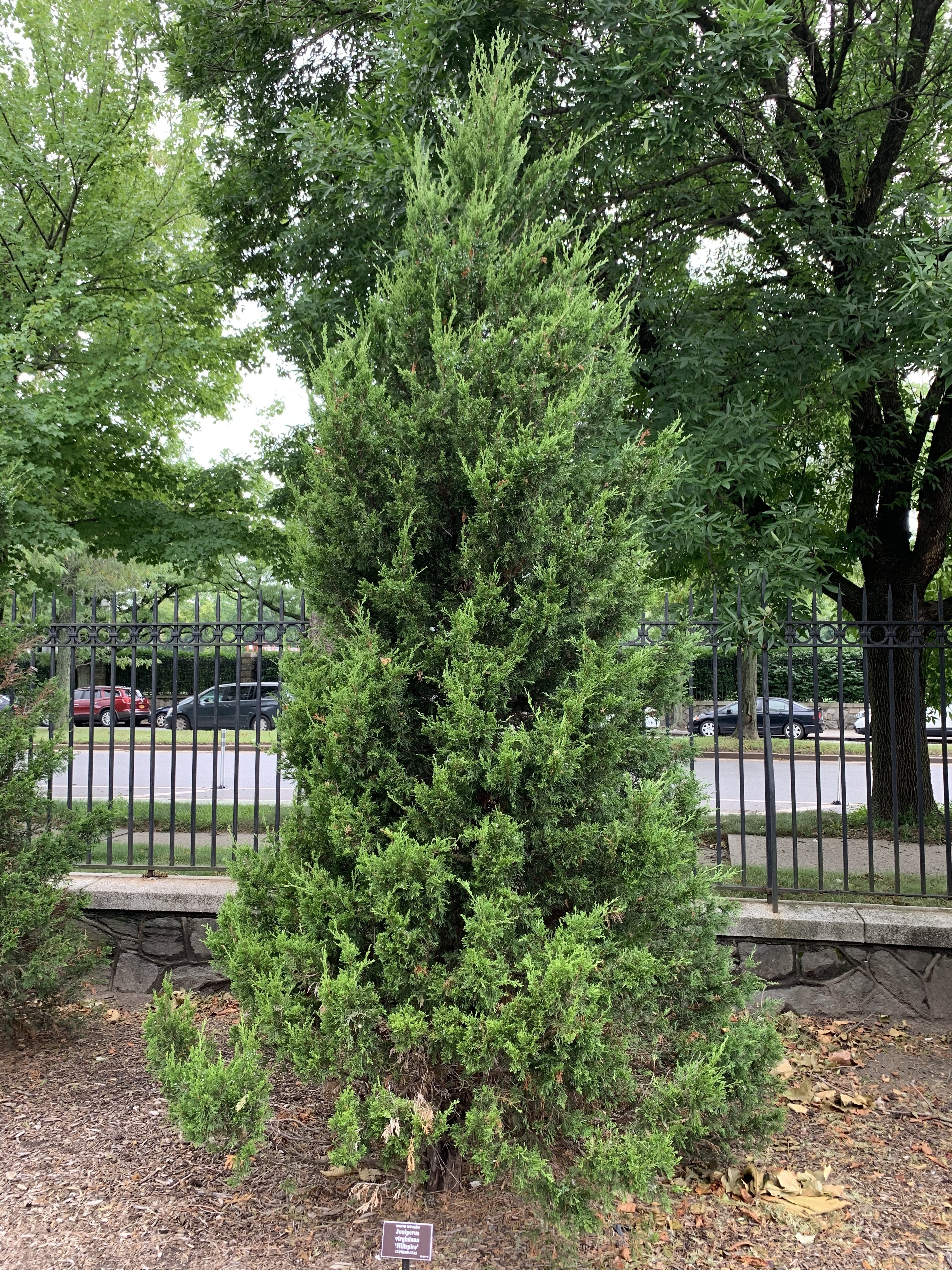 Juniperus virginiana 