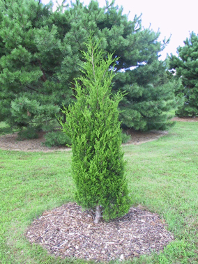Juniperus virginiana 