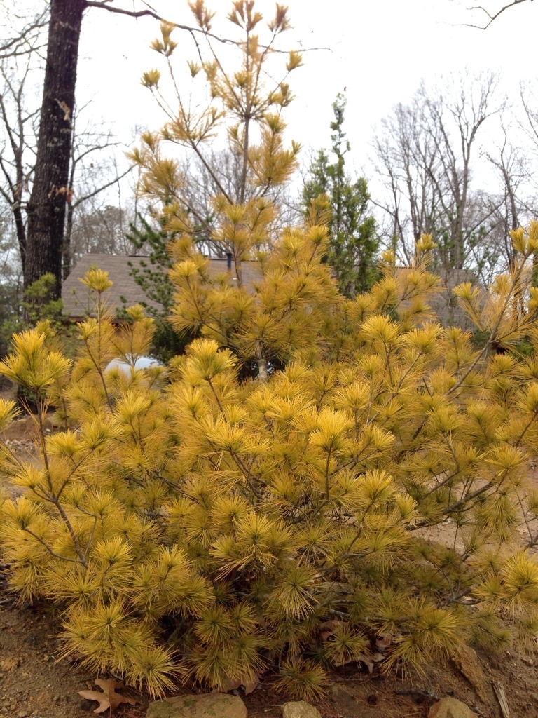 Pinus strobus 