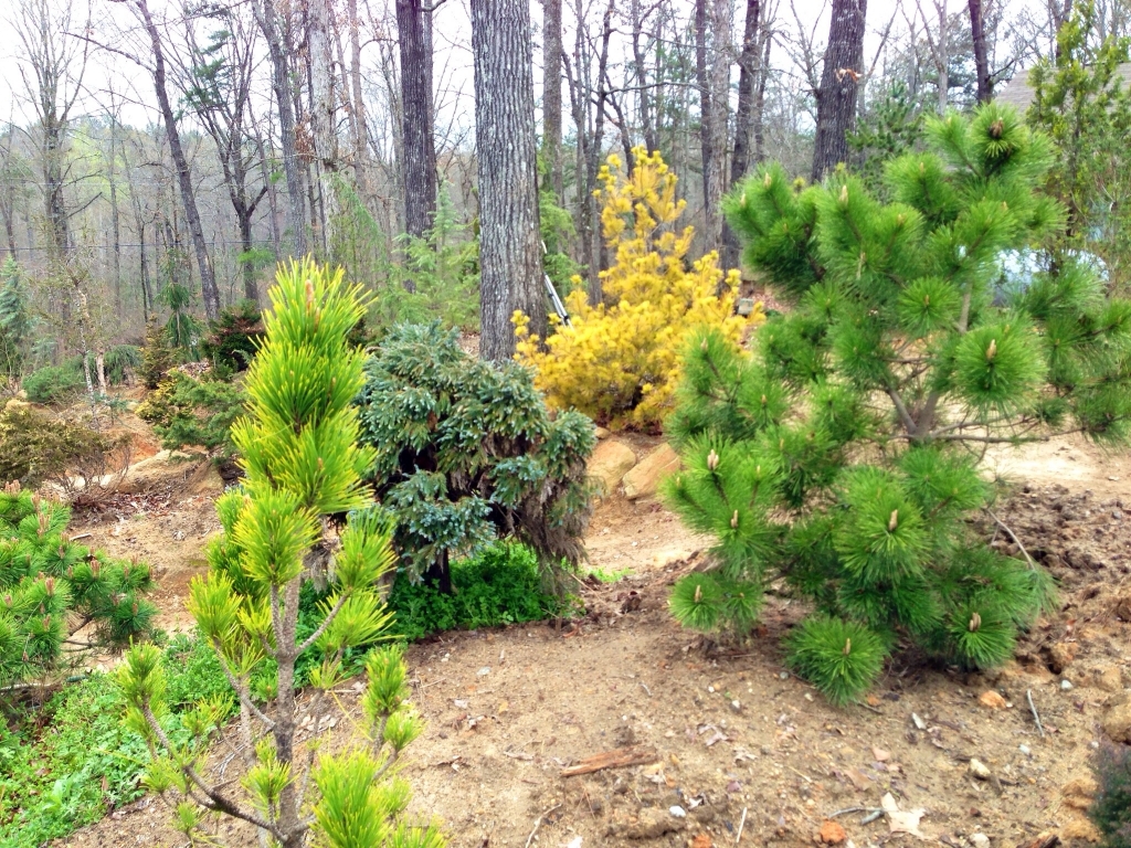 Pinus strobus 