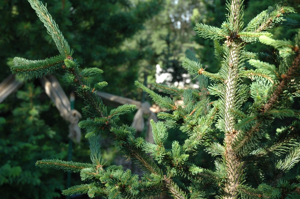 Picea abies 