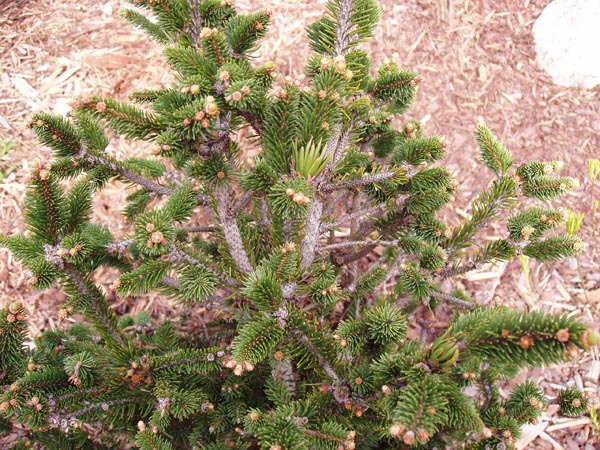 Picea abies 