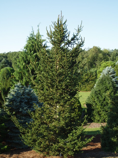 Picea abies 