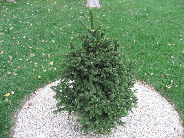 Picea abies 