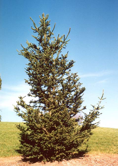 Picea abies 