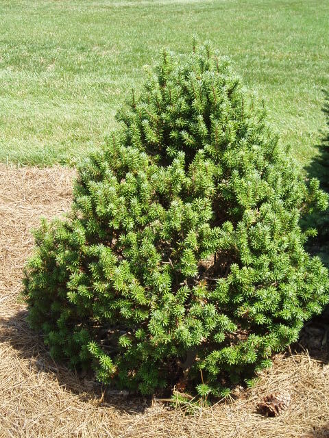 Pseudotsuga menziesii 