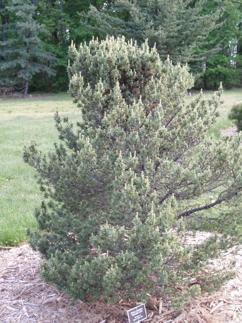 Pinus strobus 