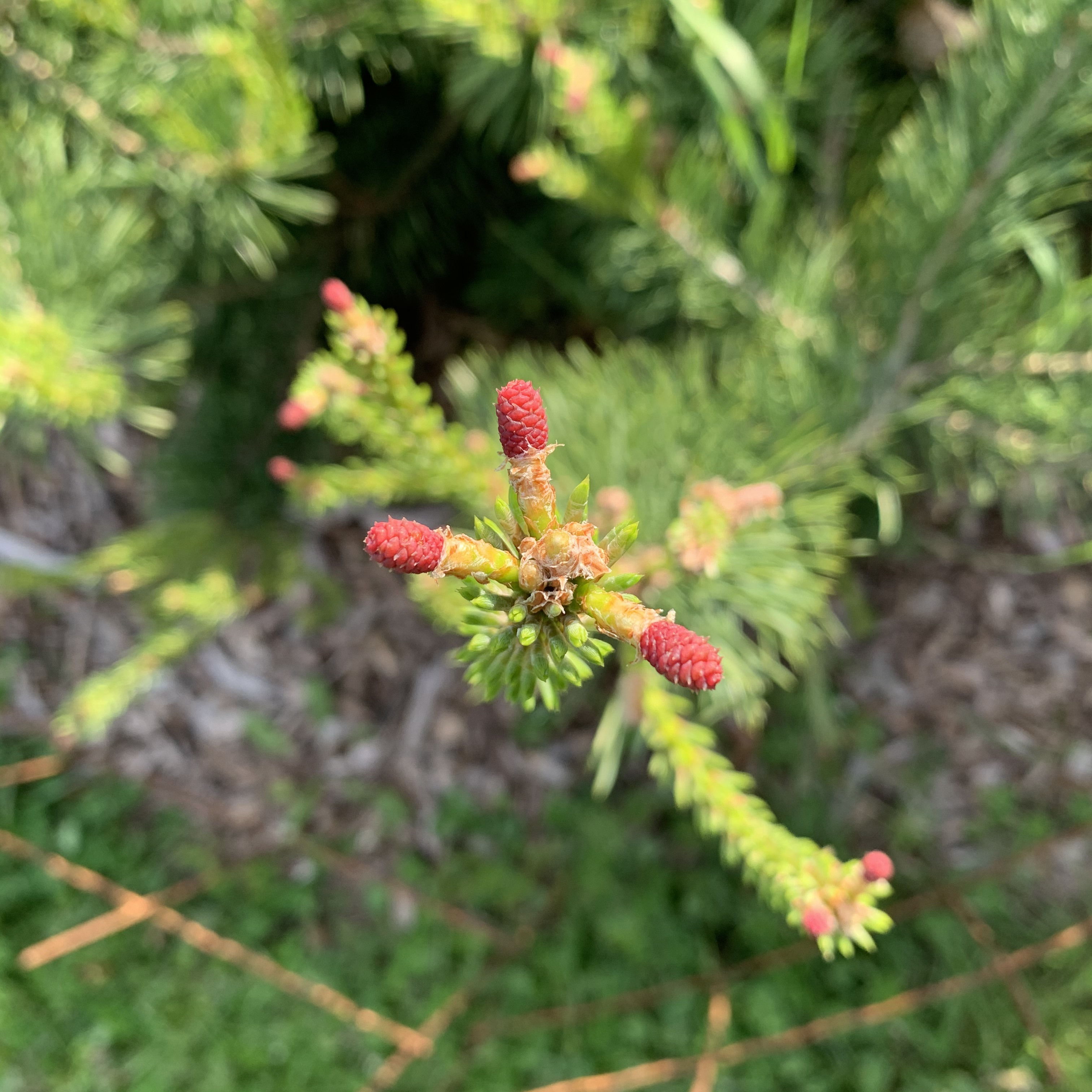 Pinus sylvestris 