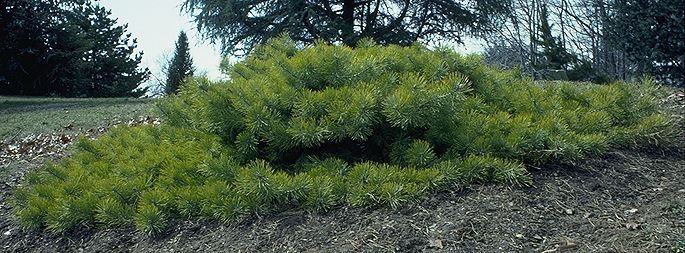 Pinus sylvestris 