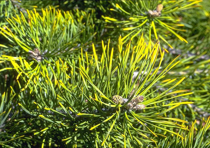 Pinus sylvestris 