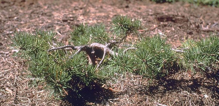 Pinus sylvestris 
