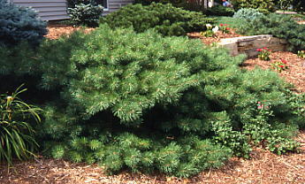 Pinus sylvestris 