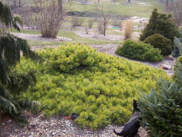 Pinus sylvestris 