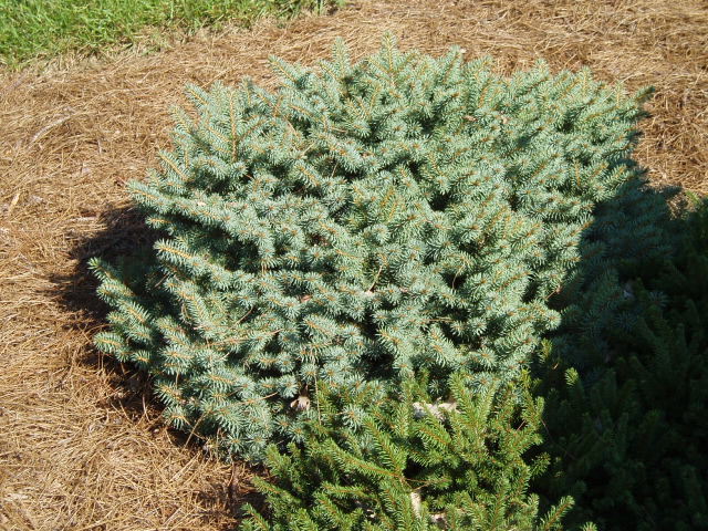 Picea pungens 