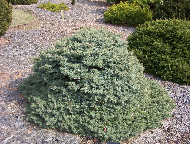 Picea pungens 