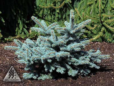Picea pungens 
