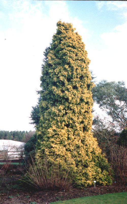 Chamaecyparis lawsoniana 