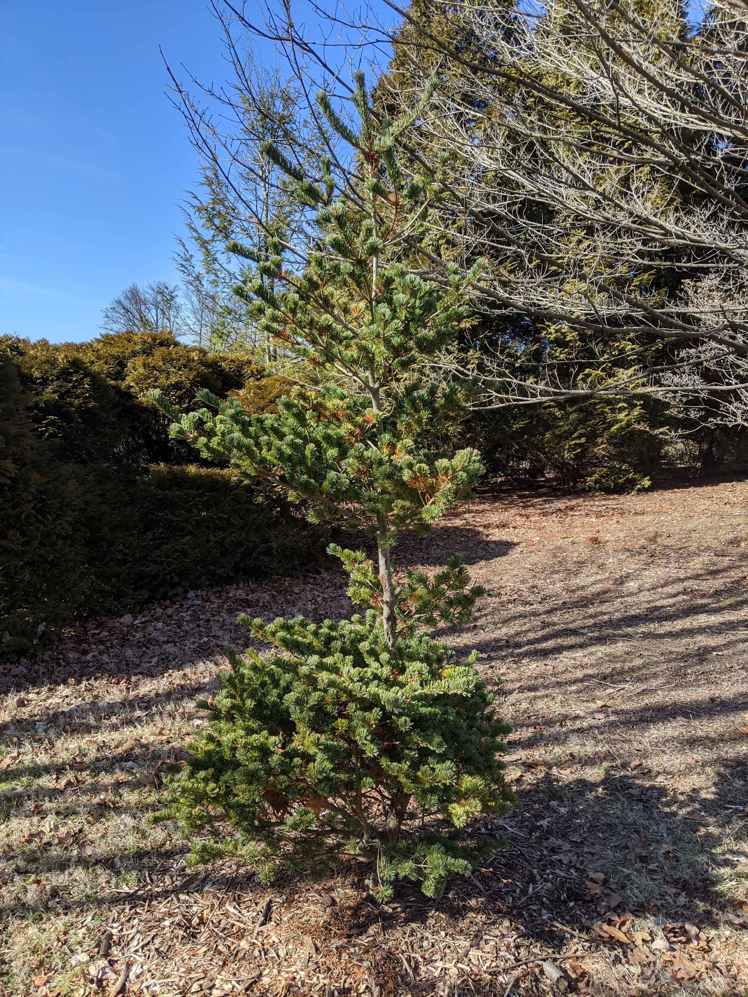 Pinus parviflora 