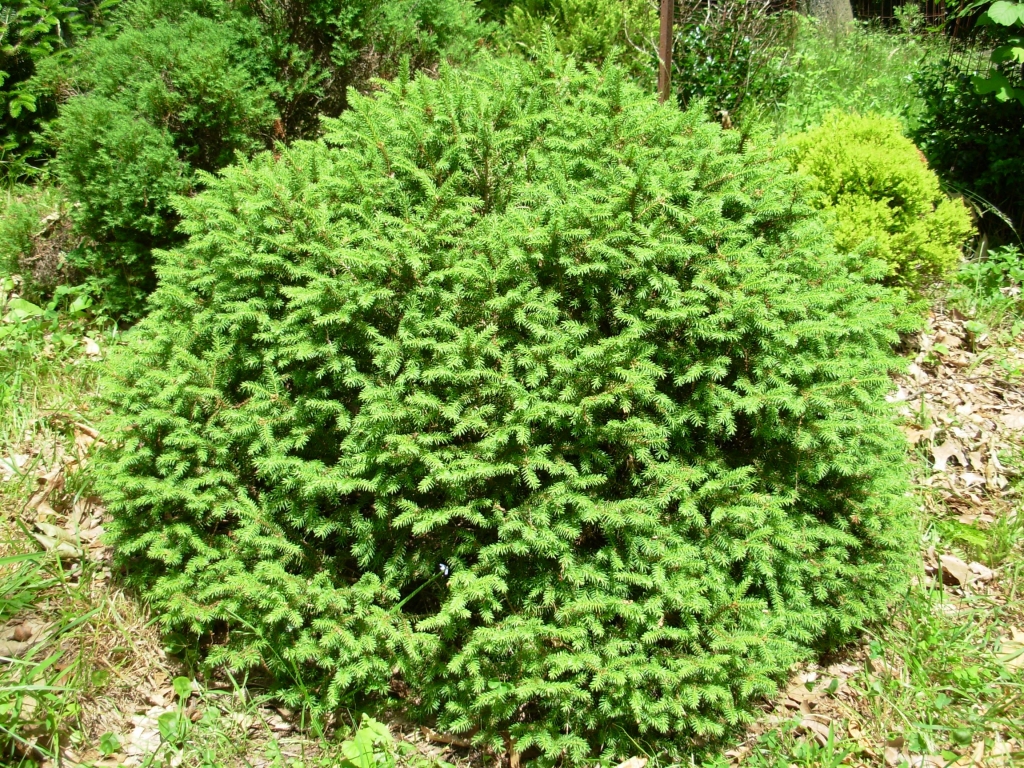 Picea abies 