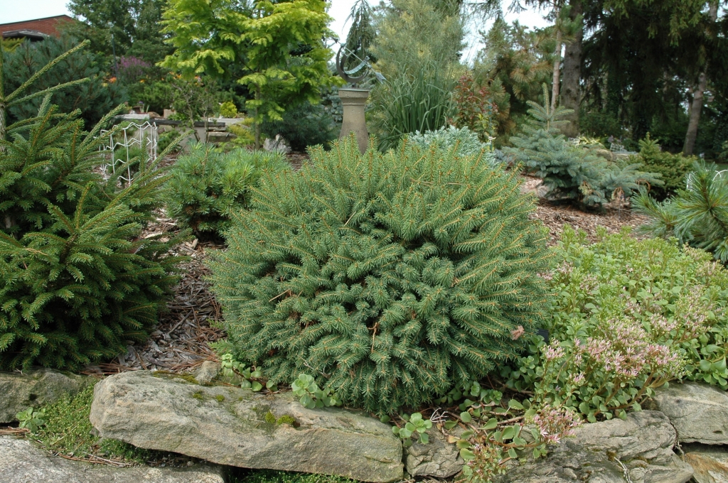 Picea abies 