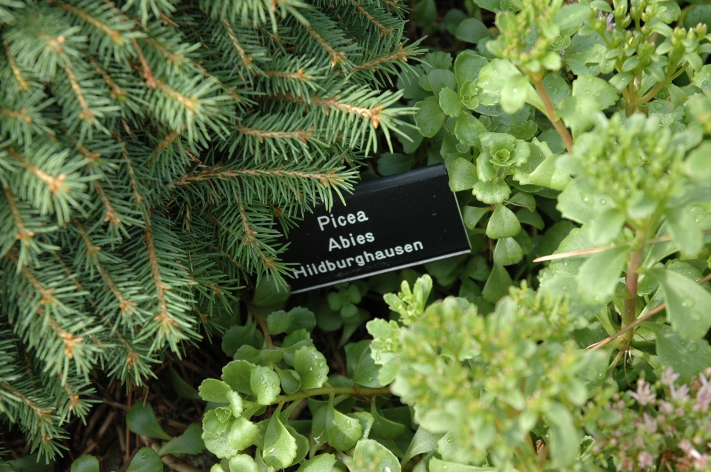 Picea abies 