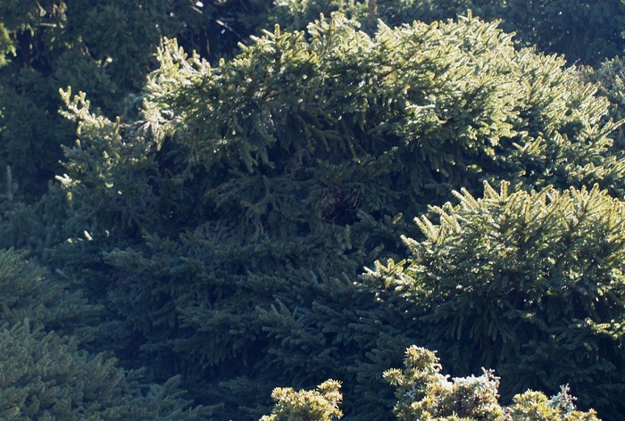 Picea abies 