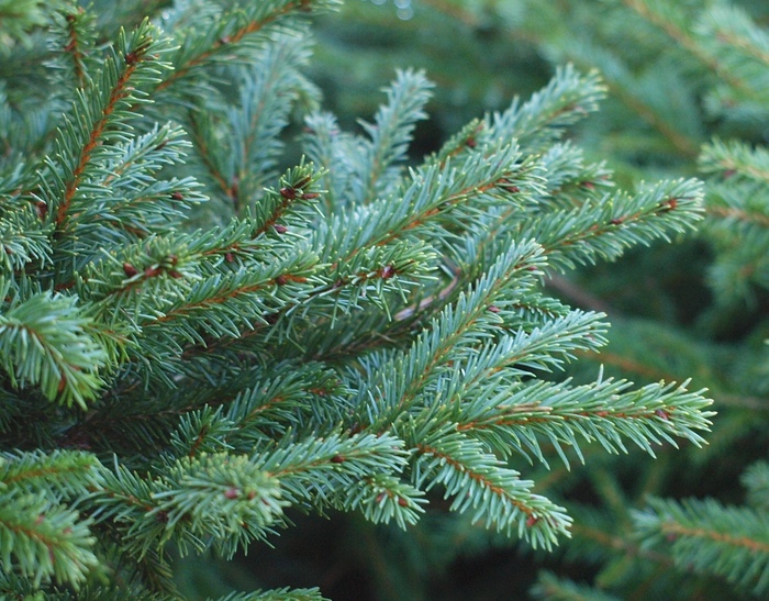 Picea abies 