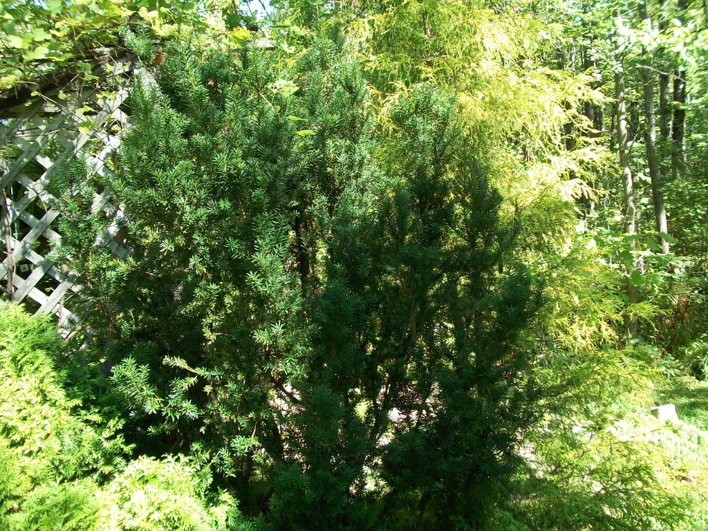 Taxus × media 