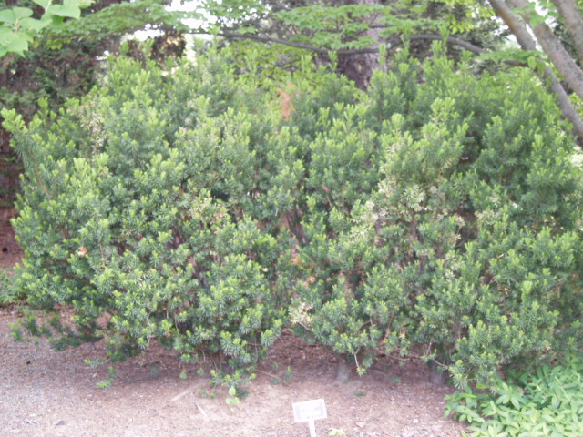 Taxus × media 