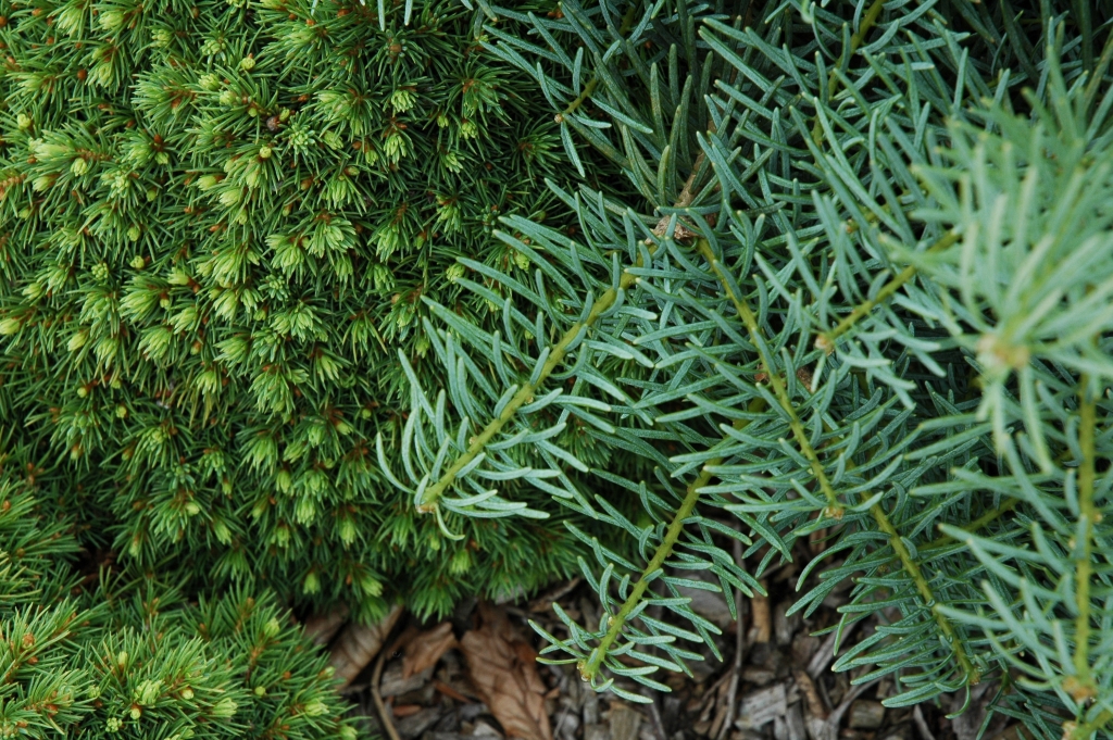 Abies concolor 