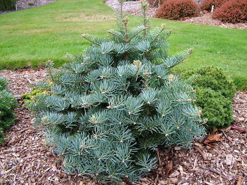 Abies concolor 