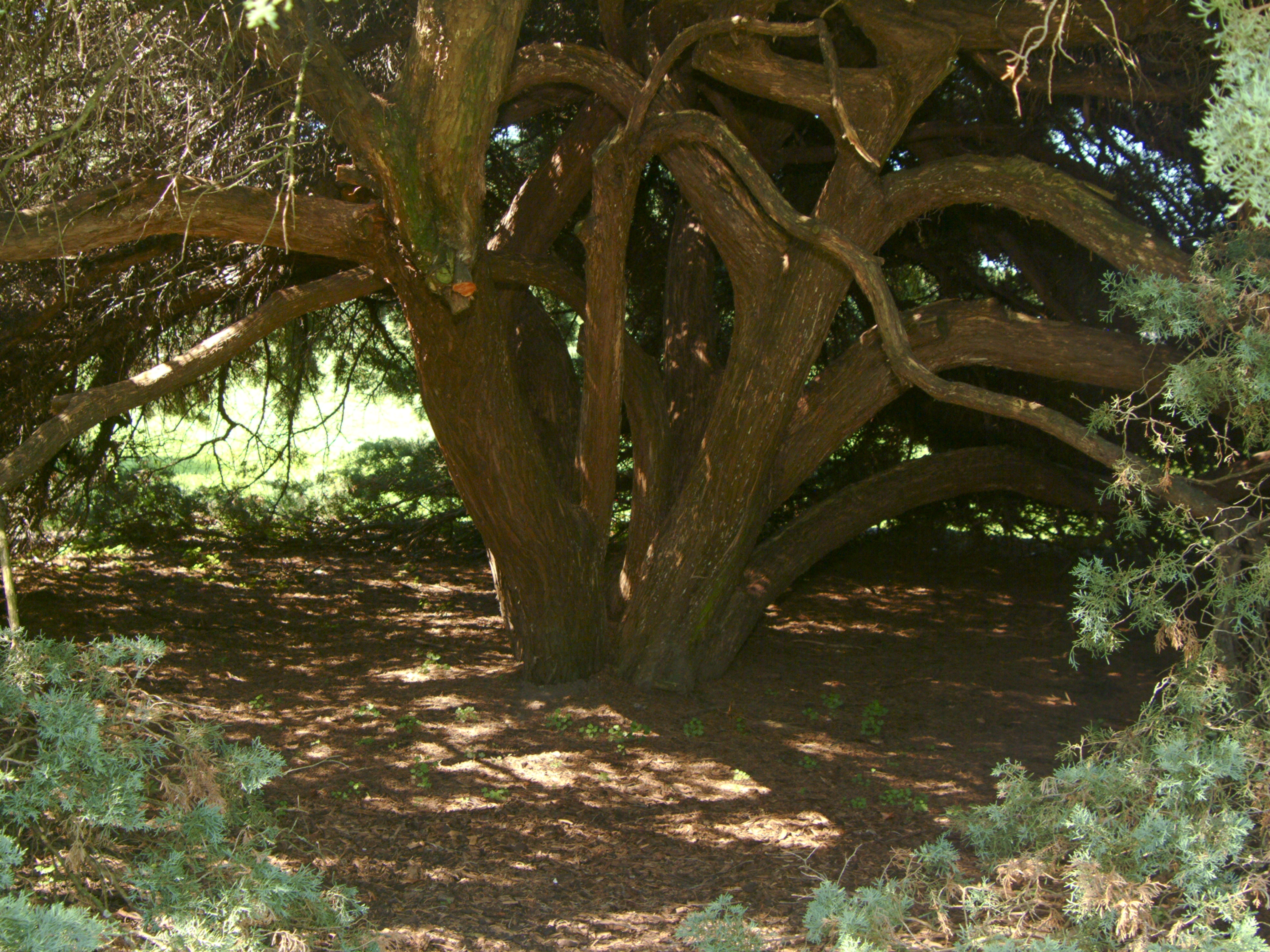 Juniperus × pfitzeriana 