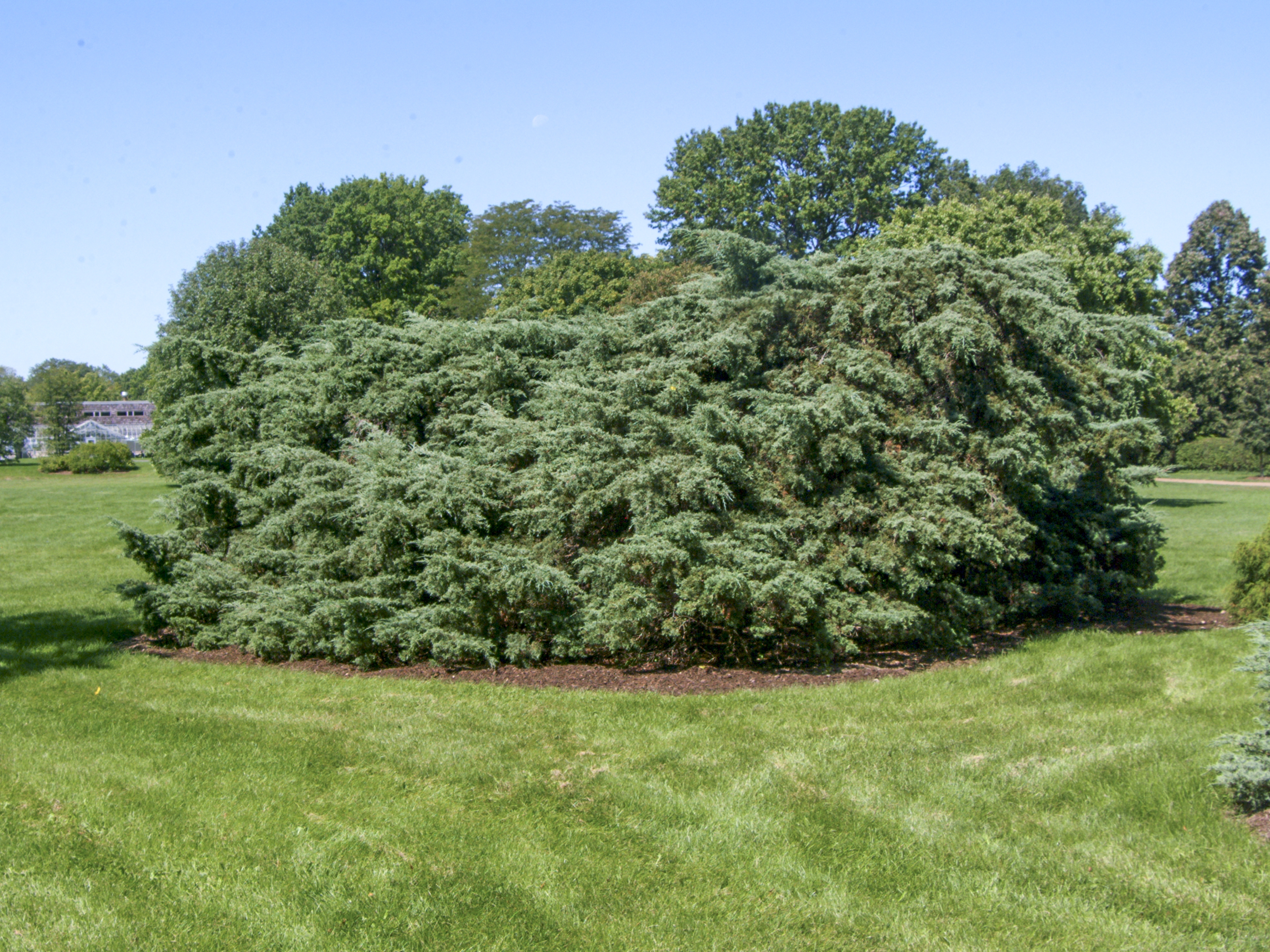 Juniperus × pfitzeriana 