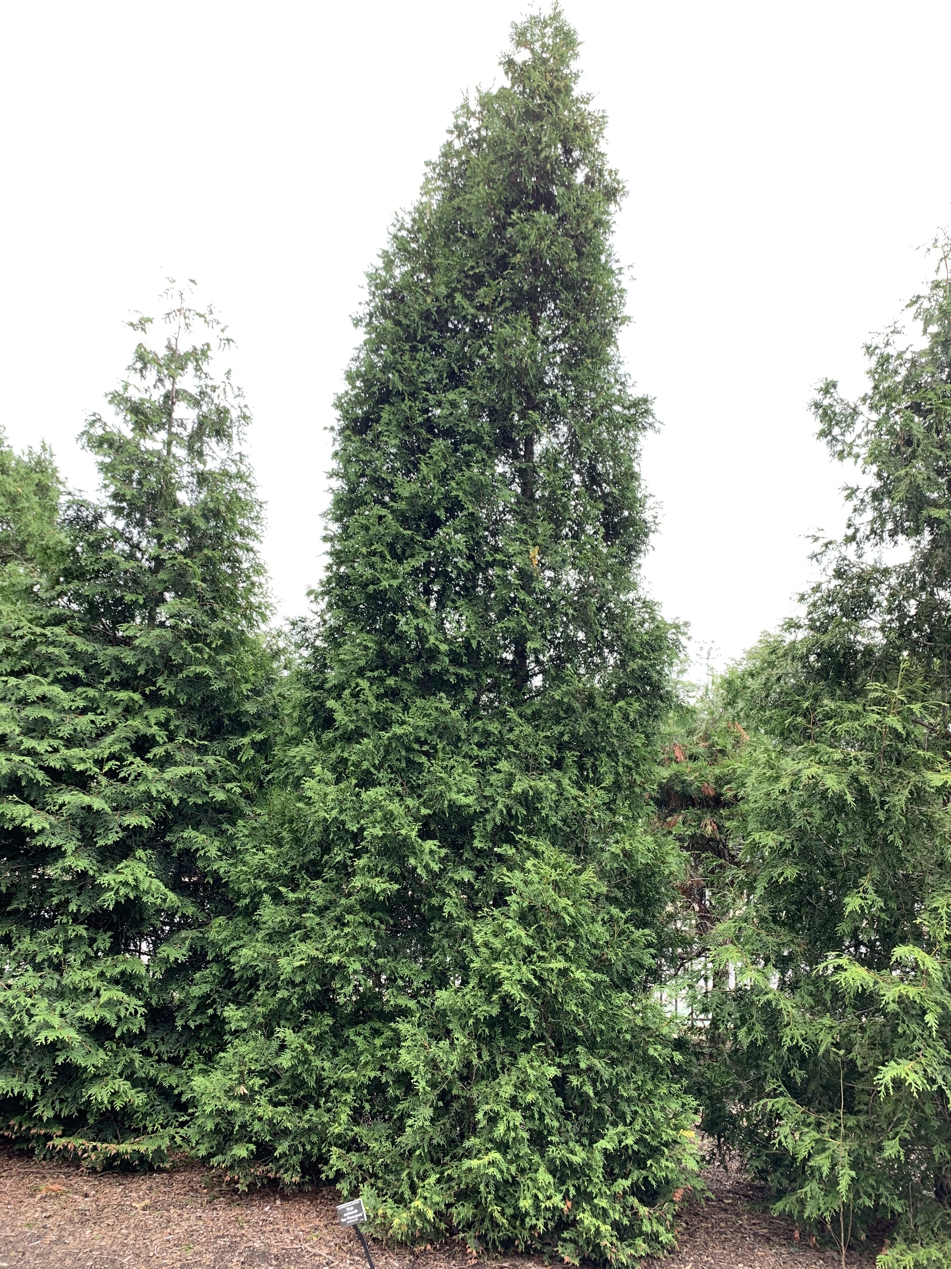 Thuja occidentalis 