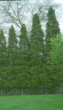 Thuja occidentalis 