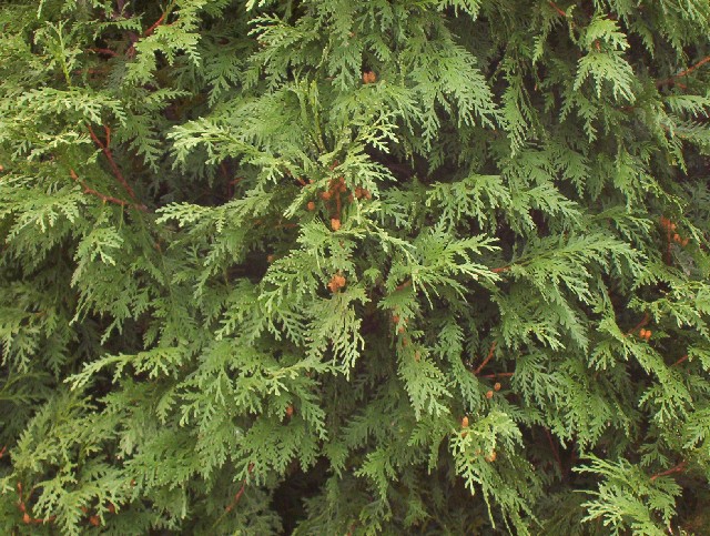 Thuja occidentalis 