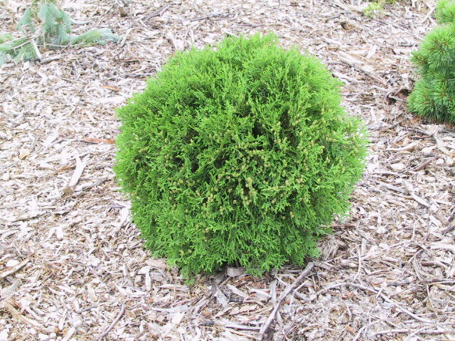 Thuja occidentalis 