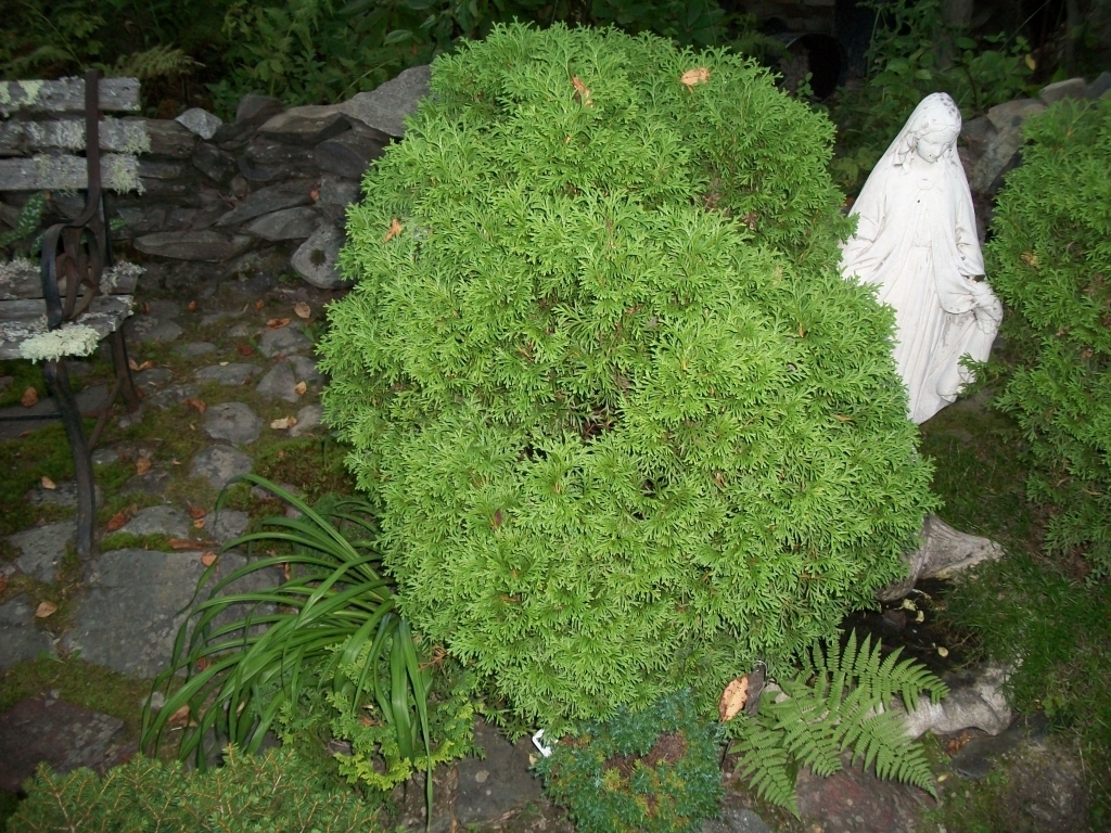 Thuja occidentalis 