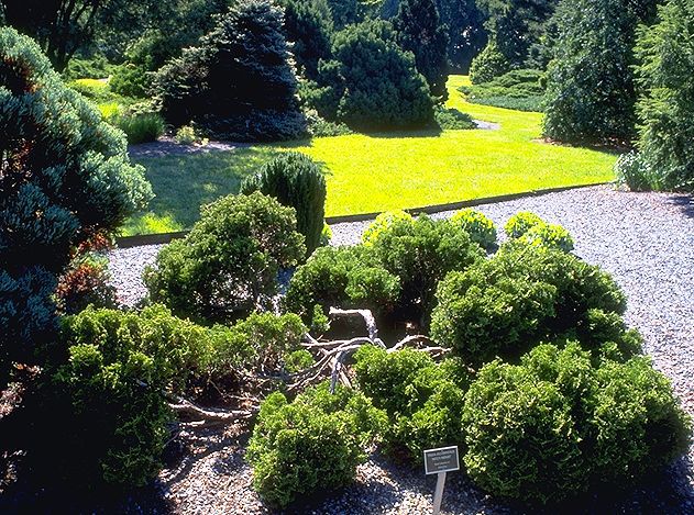 Thuja occidentalis 