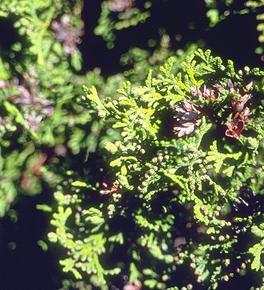 Thuja occidentalis 