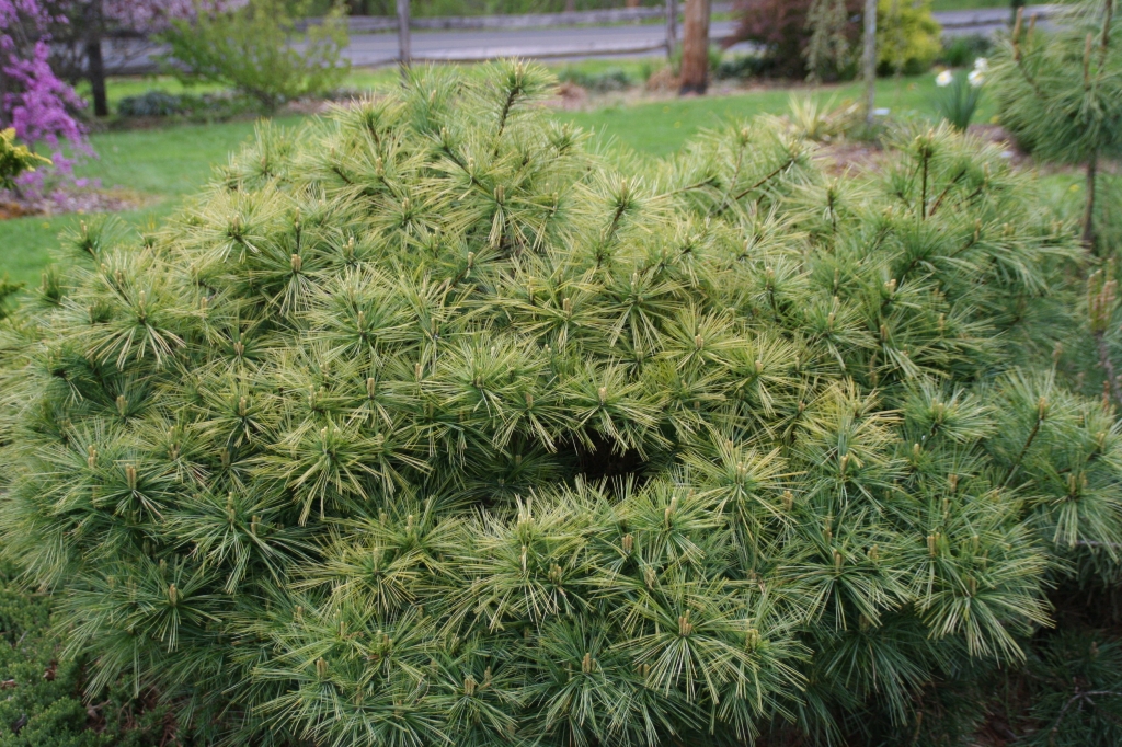 Pinus strobus 