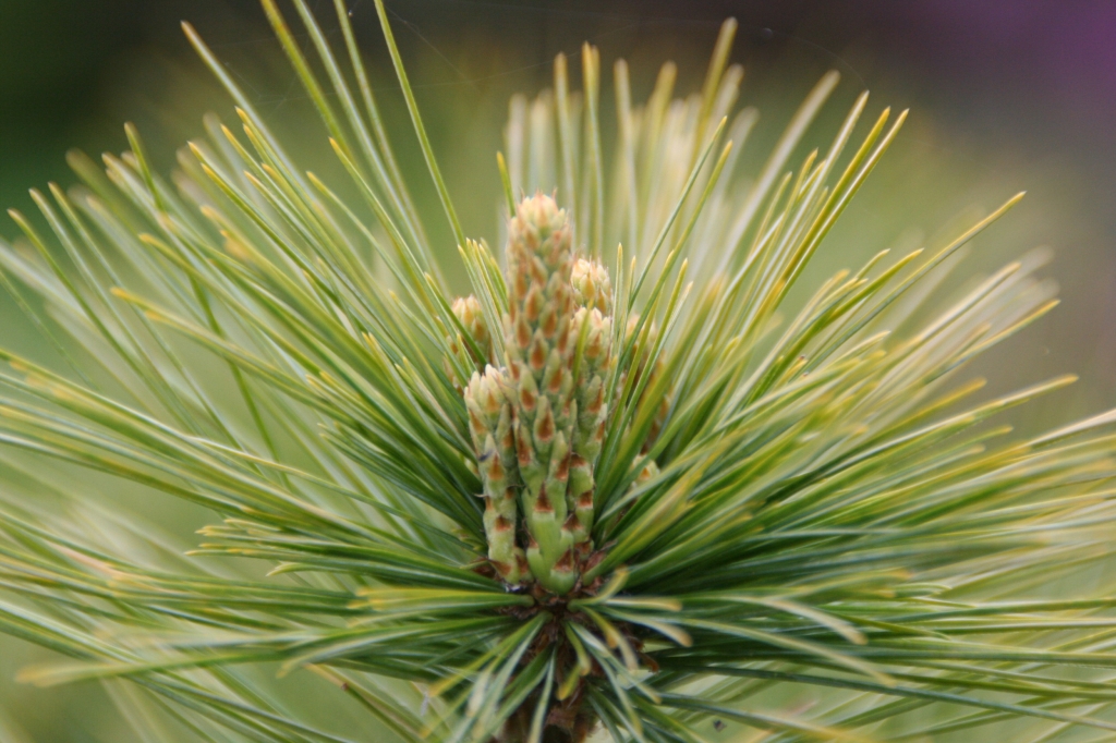 Pinus strobus 