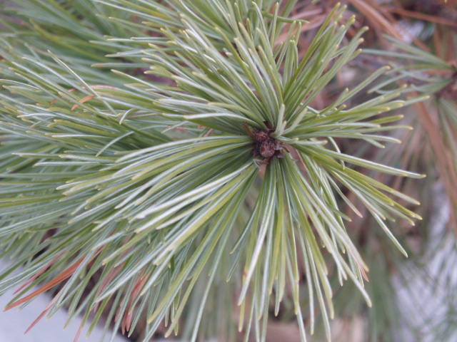 Pinus strobus 
