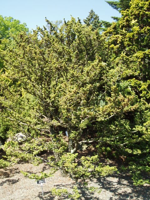 Tsuga canadensis 
