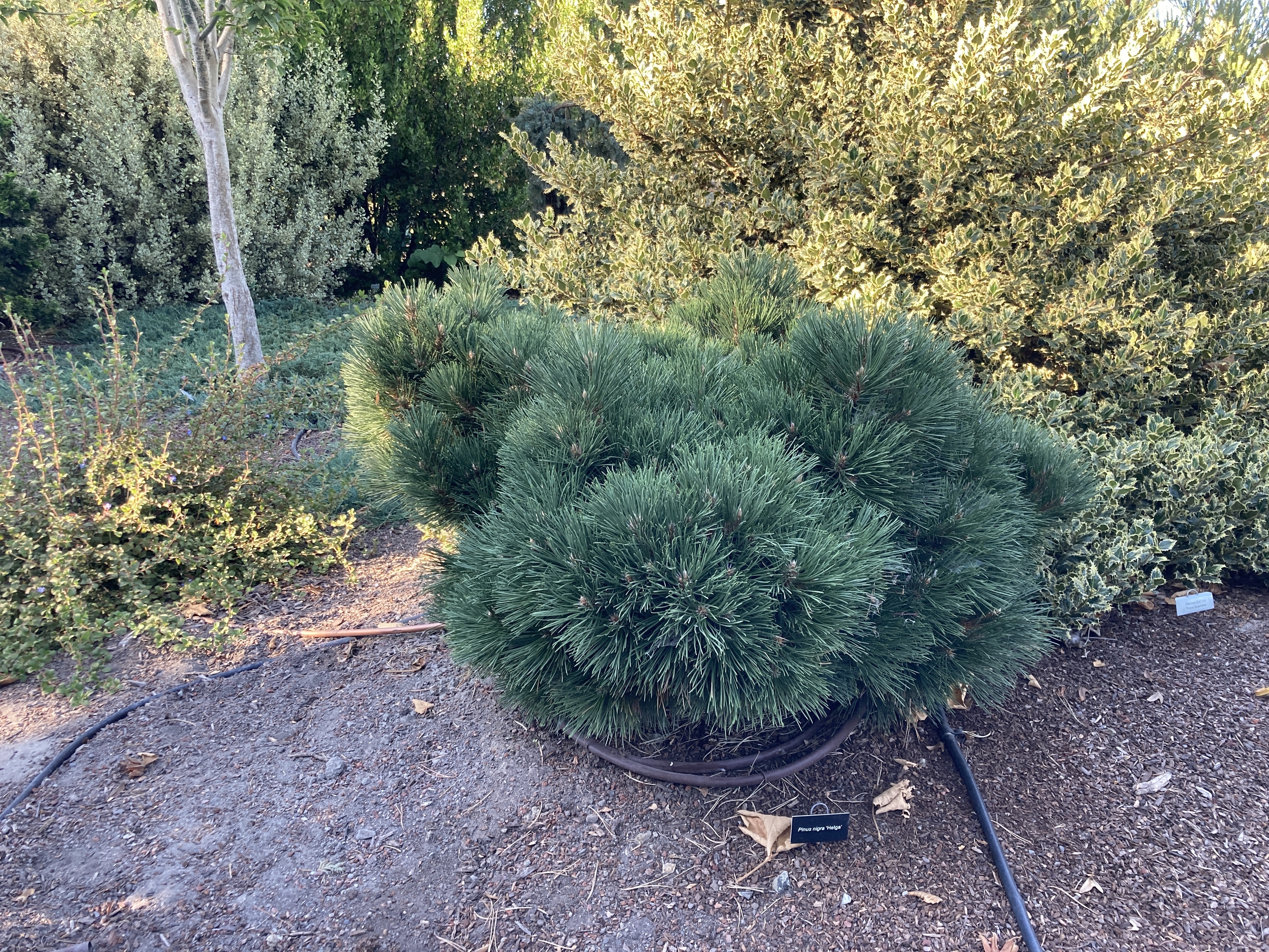 Pinus nigra 