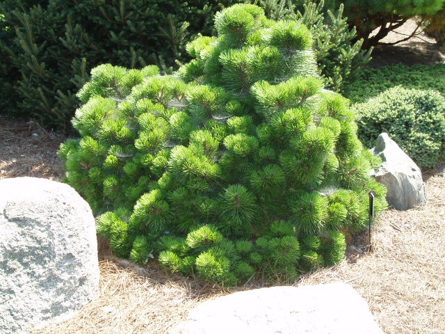 Pinus nigra 